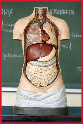 Anatomy Mannequin