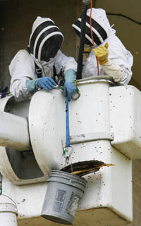 Bee Extraction