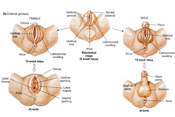 Embryo Sex 48