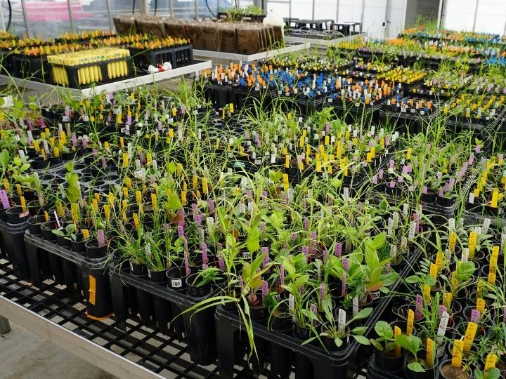 Photo of plant and soil experiment inside University of Houston greenhouse