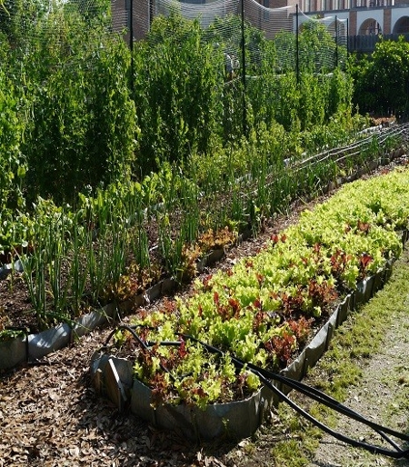 Community Food Security By Community Gardening University Of Houston