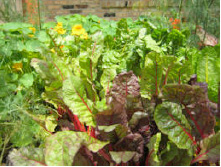 Vegetable gardeners need a plan for fall planting