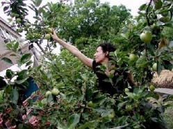 fruit tree training
