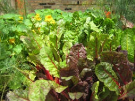 Ten great vegetables for the fall garden