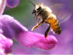 pollinators play important role