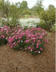 Mulch provides garden heat defense