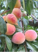 Fruit trees can offer abundant production most of the year