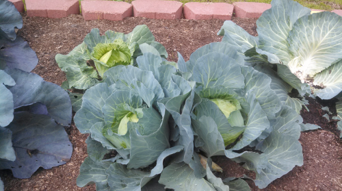 Growing the world’s healthiest vegetables