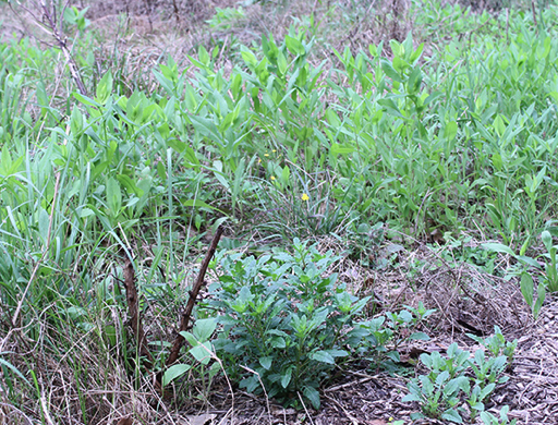 Volunteer Opportunities at Shasta's Prairie Available in Spring Semester