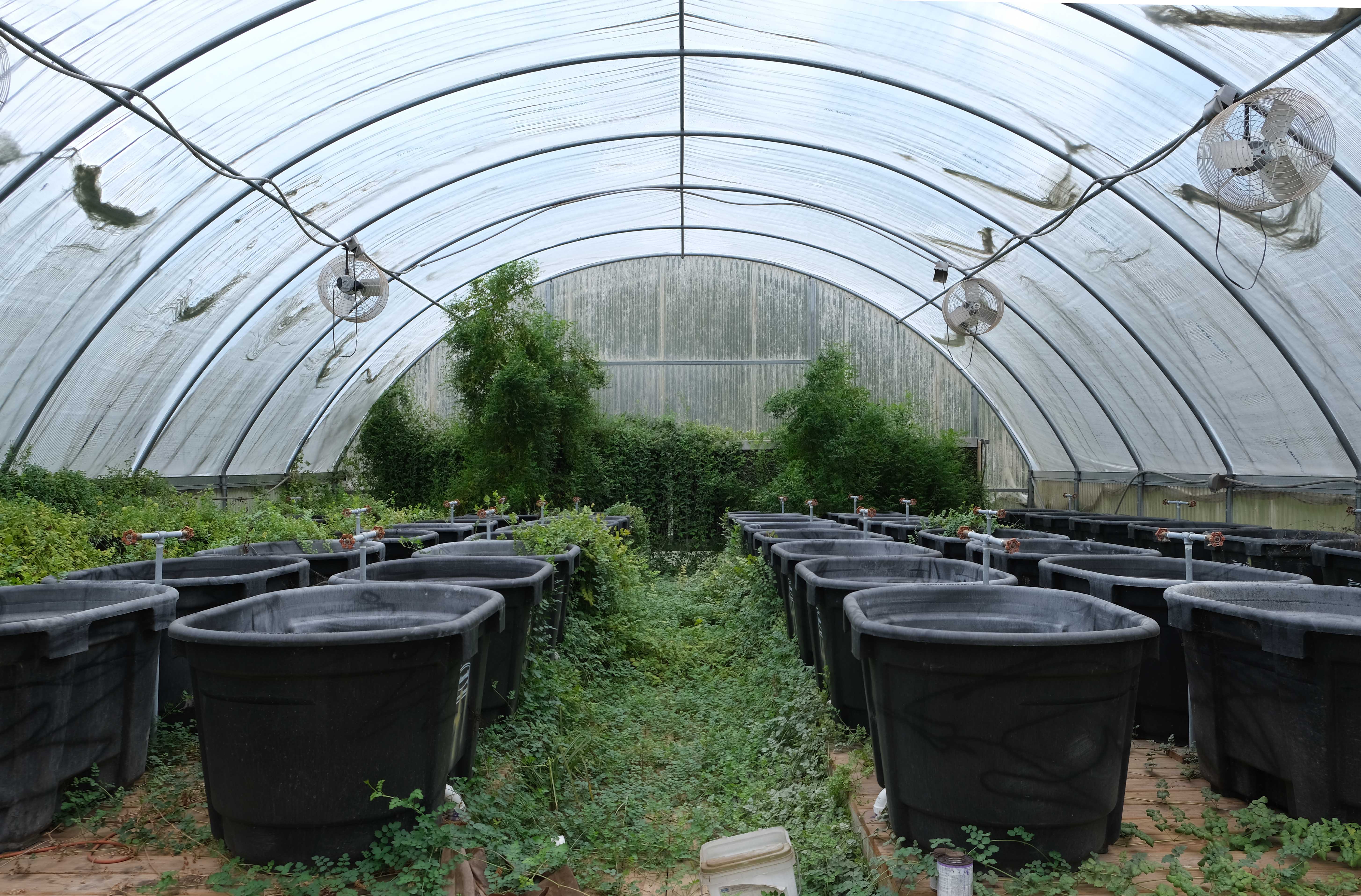 Sam Houston State University Center for Biological Field Studies Aquatics Facility Pool Mesocosms