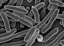  Picture of bacteria