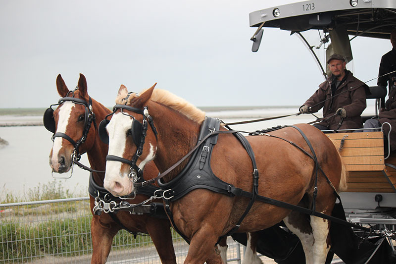 Public transportation at the Mt St Michel