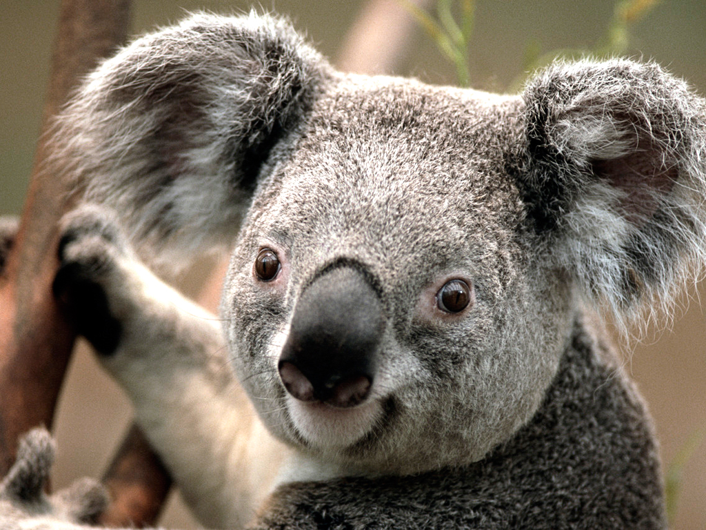A Cute Koala Bear