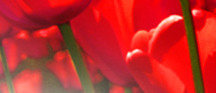 UH Red Tulips