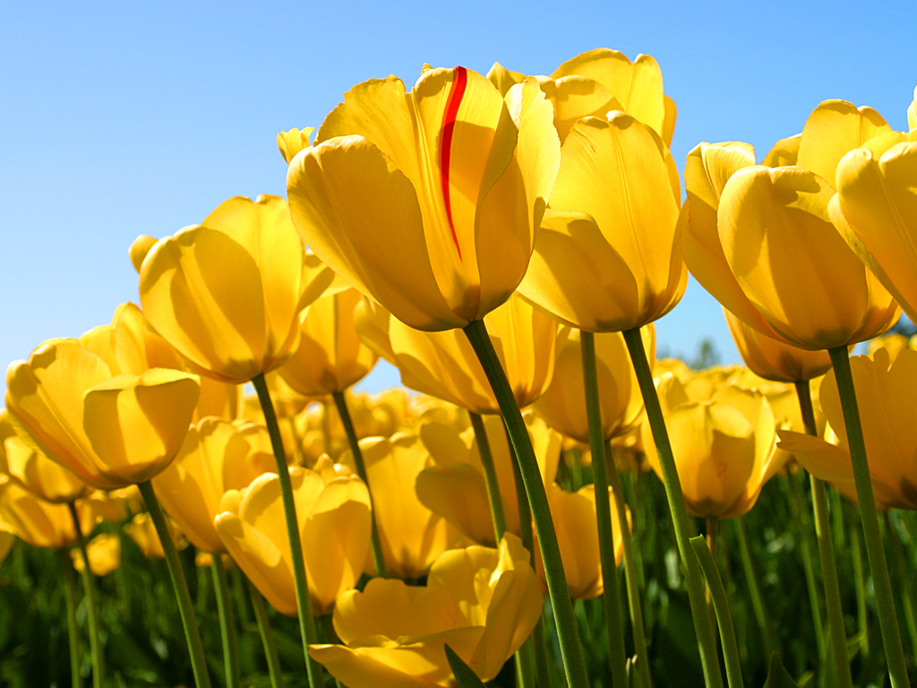 Some Yellow Tulips