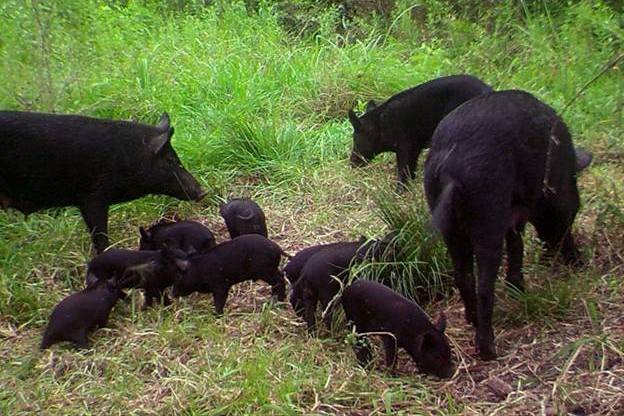 Pigs as a part of document wildlife at the University of Houston Coastal Center.