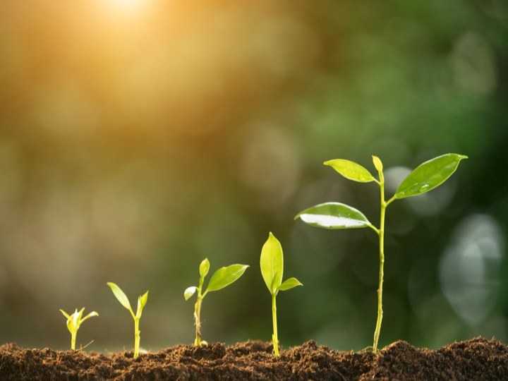 sapling
