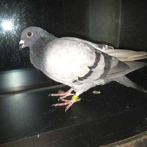 A grey pigeon stands on a black window sill.