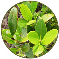 Mangrove leaves