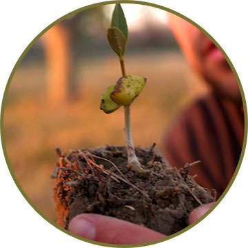 Avicennia rooted propagule