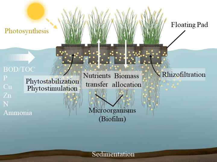 Diagram of the system’s photosynthesis and chemistry at work Diagram of the system’s photosynthesis and chemistry at work