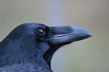 Raven