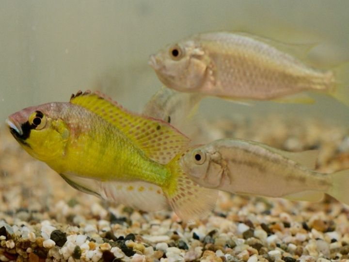 A. burtoni fish A. burtoni fish