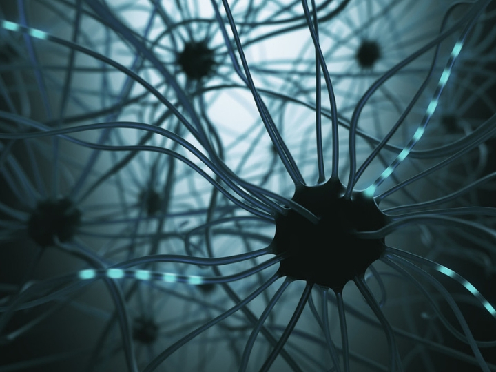 Brain neuron Brain neuron