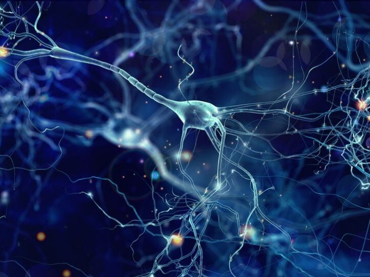 brain neuron brain neuron