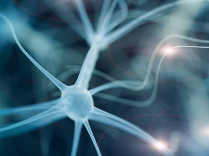 Neuron GettyImages Neuron GettyImages