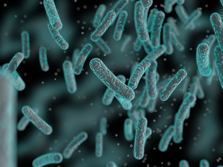 Bacteria Bacteria