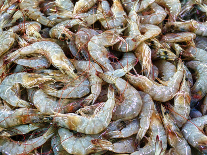 pexels shrimp