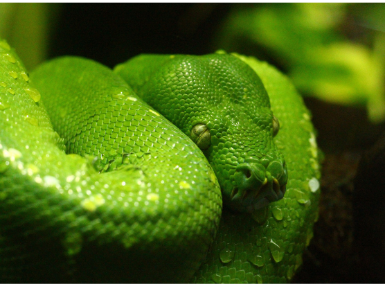 Pexels pit viper Pexels pit viper