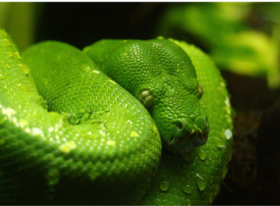 Pexels pit viper