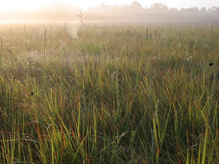 prairie grass