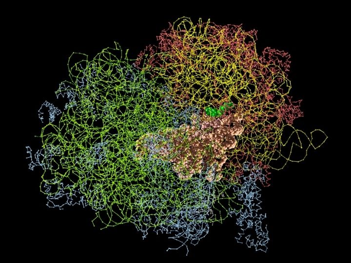Ribosomes courtesy GettyImages