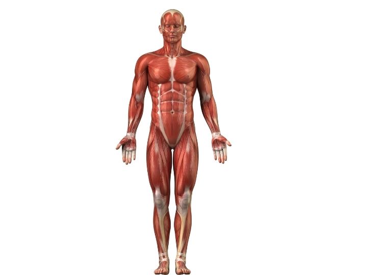 Skeletal Muscles - Getty Images Skeletal Muscles - Getty Images