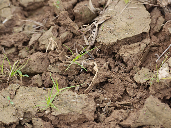 soil soil