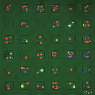 cells cells