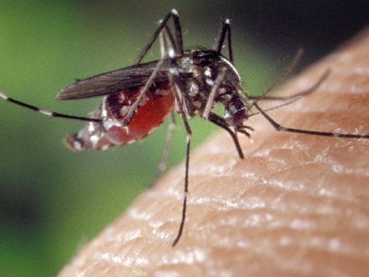 Mosquito bite Mosquito bite