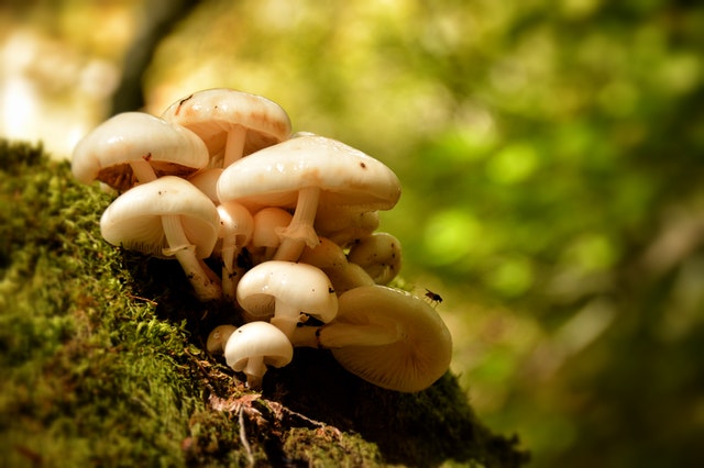 Photograph of mushrooms in a forest Photograph of mushrooms in a forest