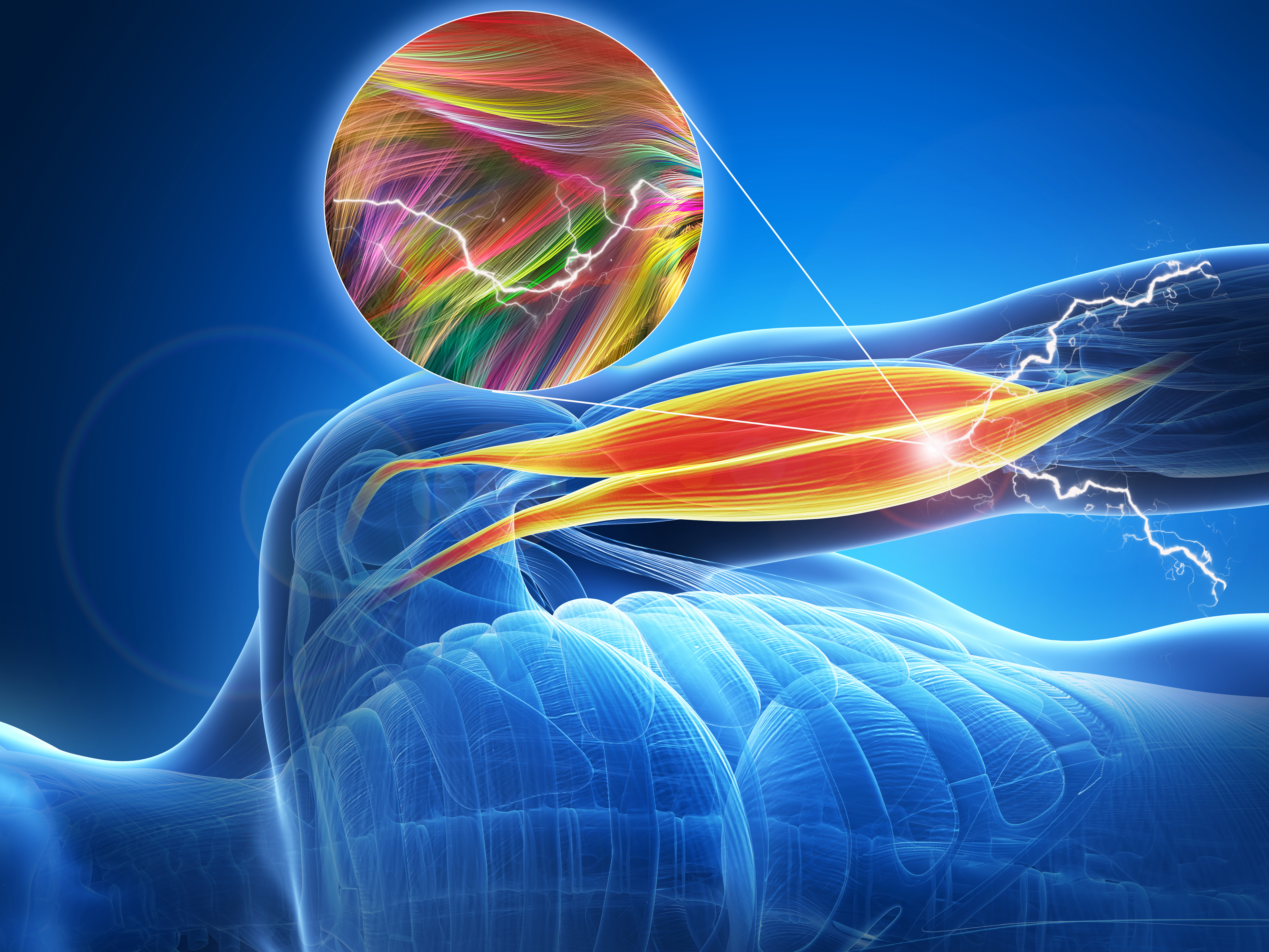 organic semiconductor nanotubes in artificial muscle