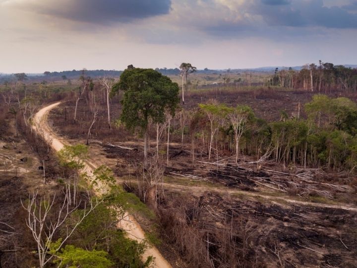 Deforestation Deforestation