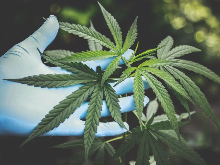 Closeup photo of a marijuana leaf Closeup photo of a marijuana leaf