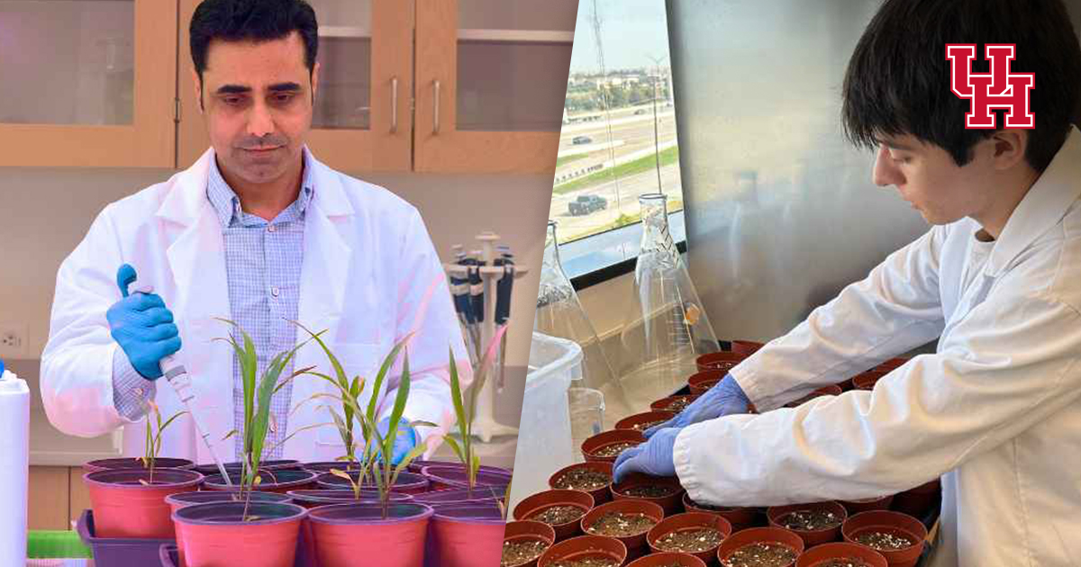 UH trains future agricultural scientists to overcome climate change threats to food crops