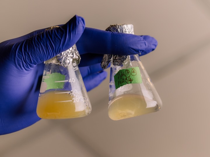 bacterium entering dormancy in beakers