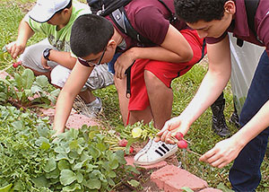 Students work in the UH Campus Garden during a program field trip.