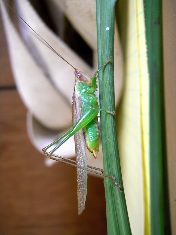Coastal Center Grasshopper