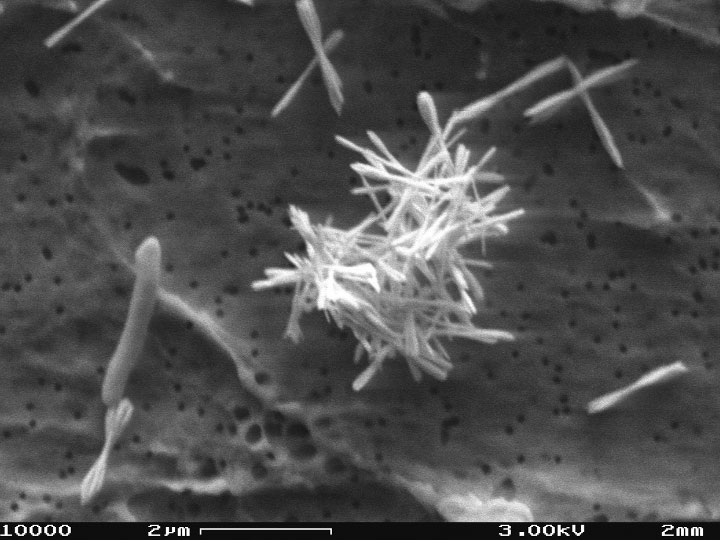 Bacillus Beveridgei Strain MLTeJB