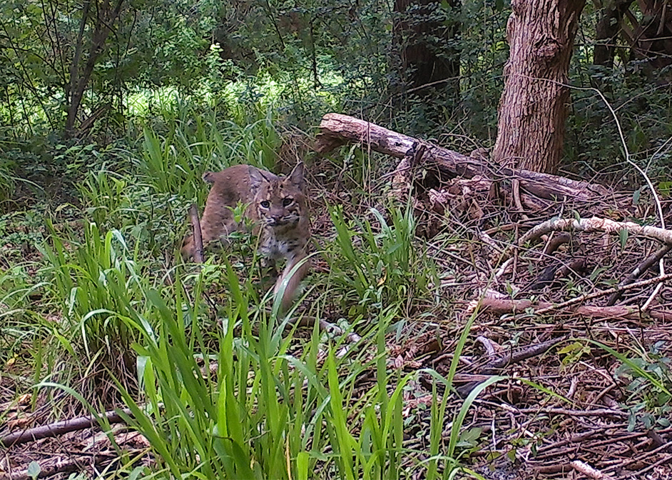 Bobcat